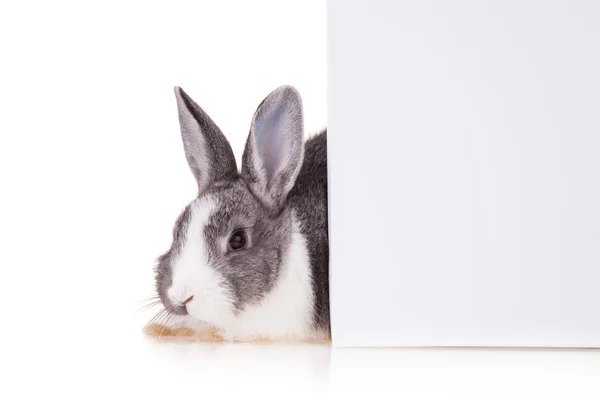 Conejo con hoja en blanco sobre fondo blanco — Foto de Stock