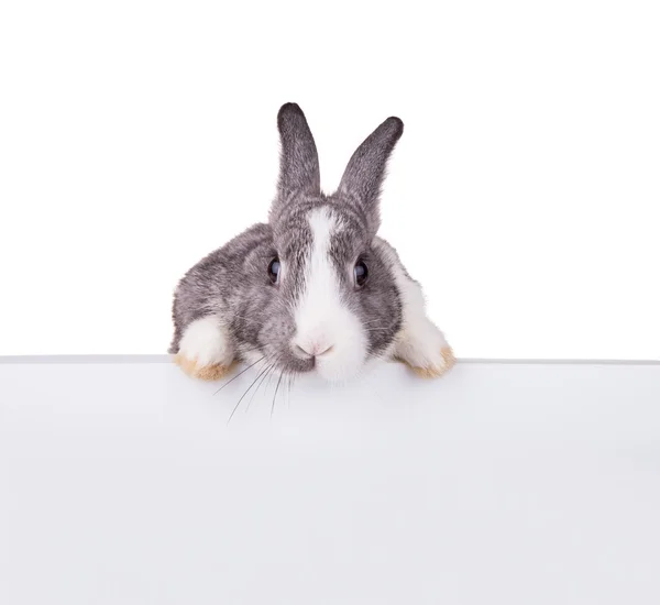 Coniglio con foglio bianco su sfondo bianco — Foto Stock