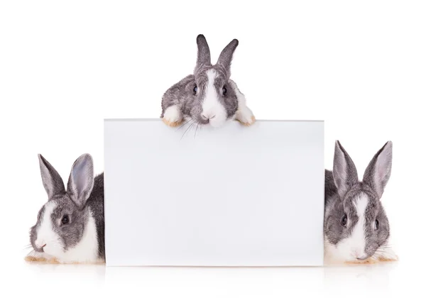 Conigli su sfondo bianco — Foto Stock