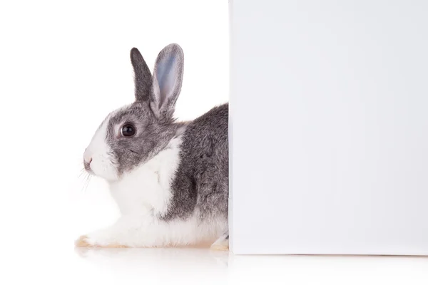 Conejo con hoja en blanco sobre fondo blanco — Foto de Stock