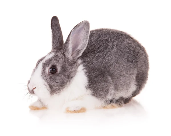 ウサギの白い背景の上 — ストック写真