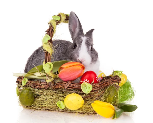 在白色背景上的篮子里的兔子 — 图库照片
