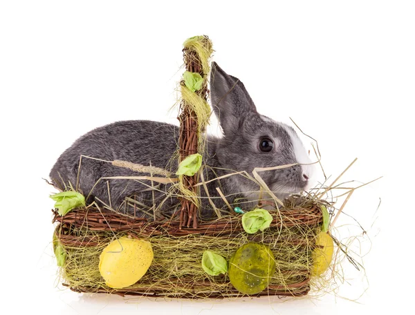 Kaninchen im Korb auf weißem Hintergrund — Stockfoto