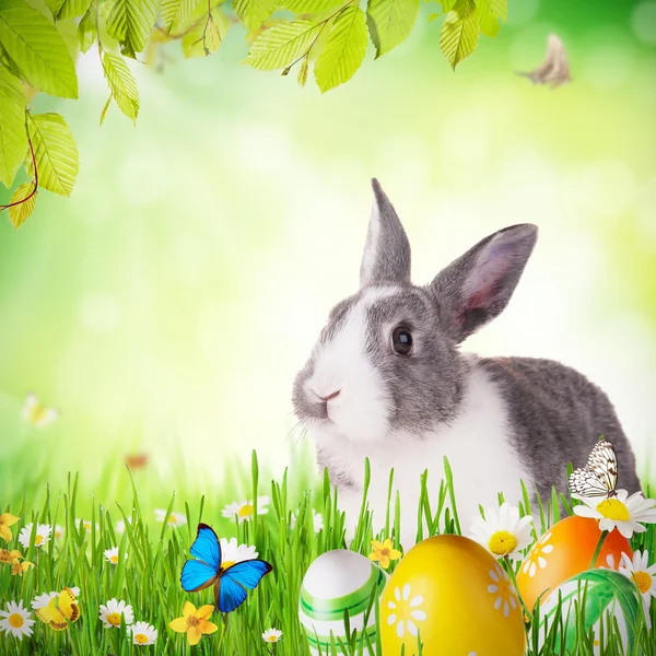 Pasen konijn in gras — Stockfoto