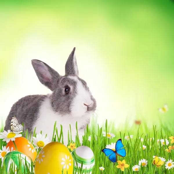 Lapin de Pâques dans l'herbe — Photo