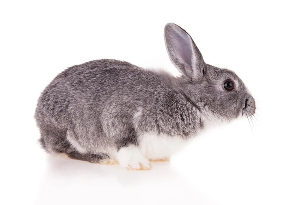 Conejo sobre fondo blanco —  Fotos de Stock
