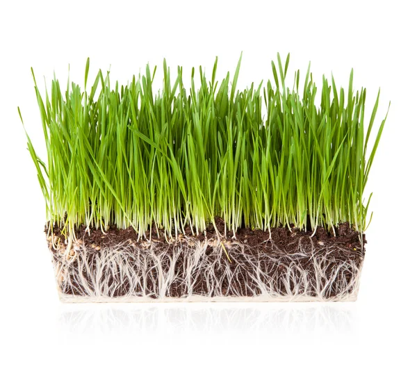 Gras mit Erde — Stockfoto