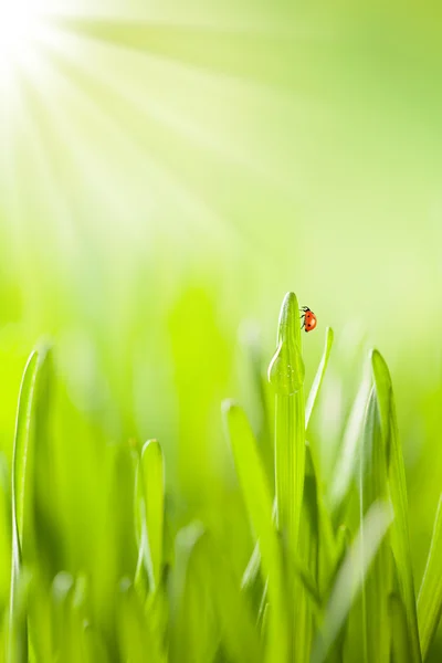 Detail of grass — Stock Photo, Image