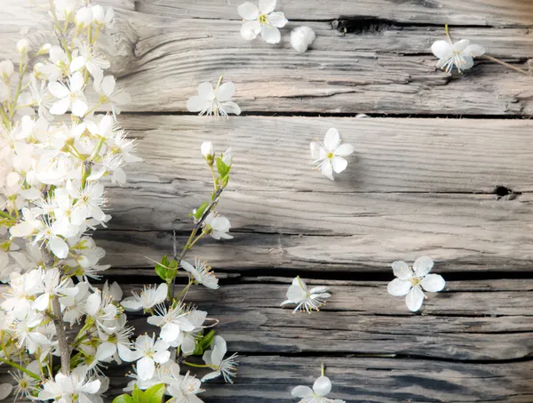 Jarní bílé květy na Dřevěná prkna — Stock fotografie