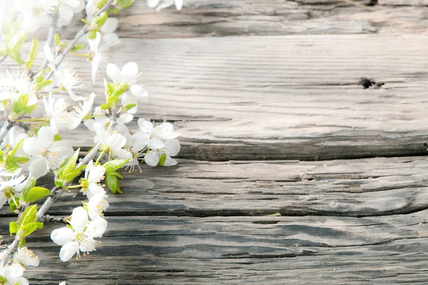 白い春の花が木板 — ストック写真