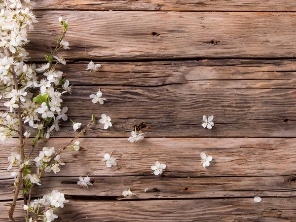 Flores brancas de primavera em pranchas de madeira — Fotografia de Stock