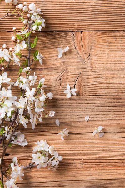 Spring white blossoms on wooden planks — Stock Photo, Image