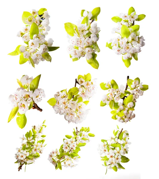 Spring blossoms on white background — Stock Photo, Image