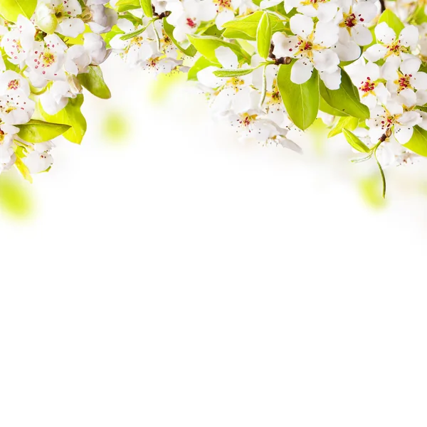 Jabloňové květy stromu — Stock fotografie