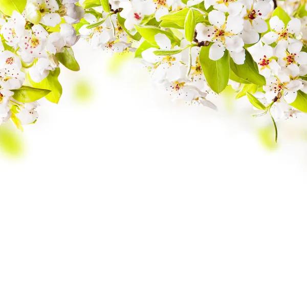 Apple tree blossoms — Stock Photo, Image