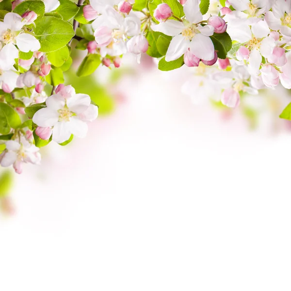 Jabloňové květy stromu — Stock fotografie