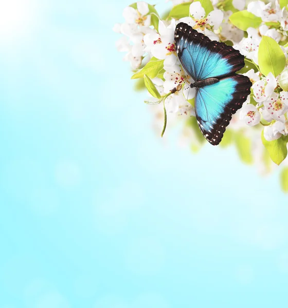 Flores de árvore de maçã com borboleta — Fotografia de Stock