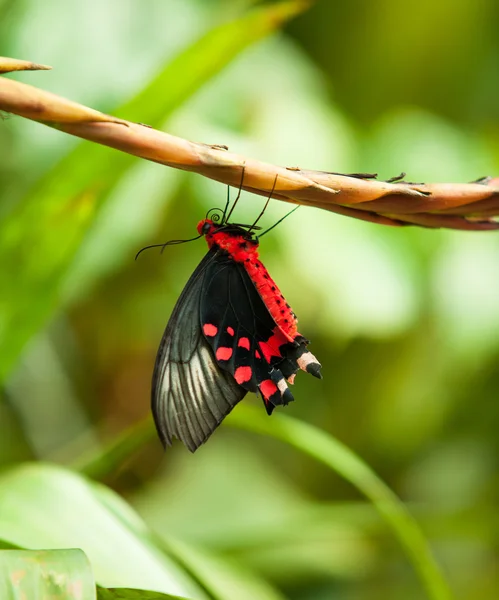 Exotický motýl — Stock fotografie
