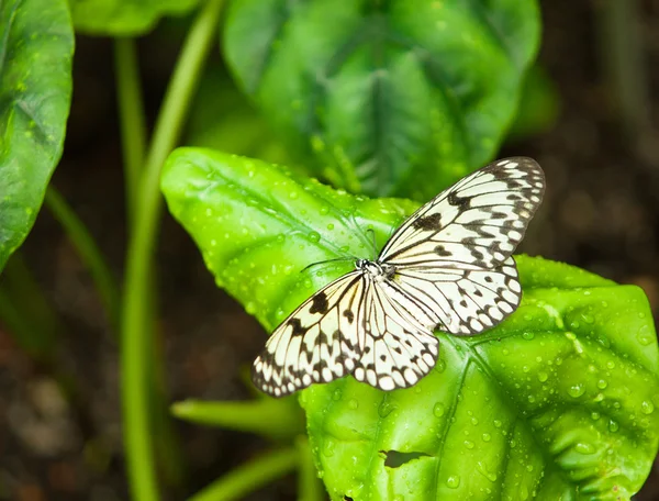 Mariposa exótica — Foto de Stock
