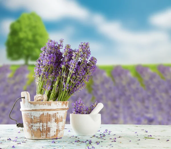 Lavendel Blomster - Stock-foto