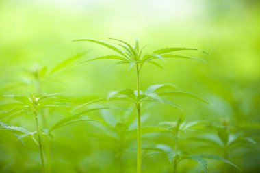 Marijuana bitkisi
