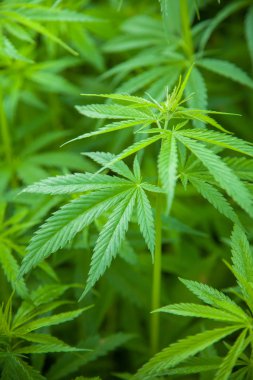 Marijuana bitkisi