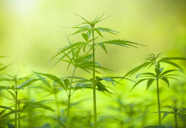 Marijuana bitkisi