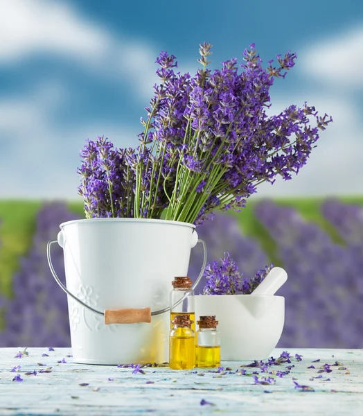 Lavendel Blomster - Stock-foto