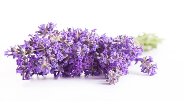 Lavendel op witte achtergrond — Stockfoto