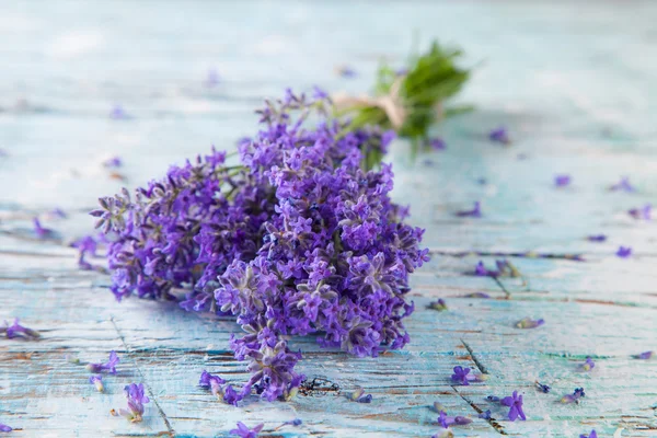 Flores de lavanda — Fotografia de Stock