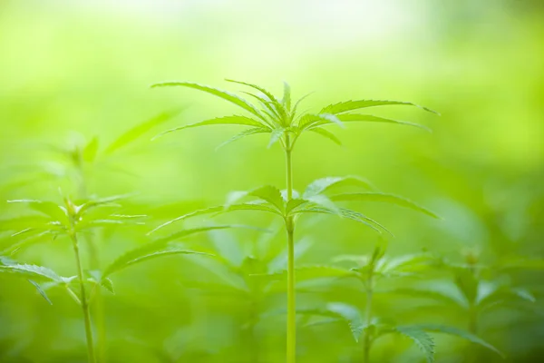 Planta de maconha — Fotografia de Stock