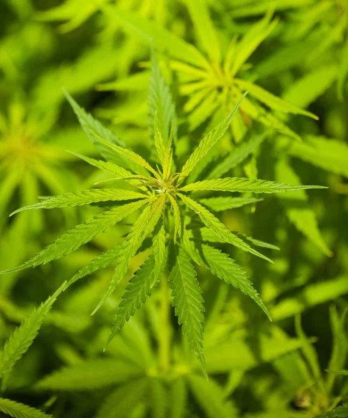 Marijuana plant — Stock Photo, Image