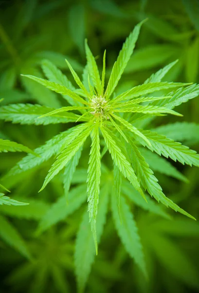 Marijuana plant — Stock Photo, Image