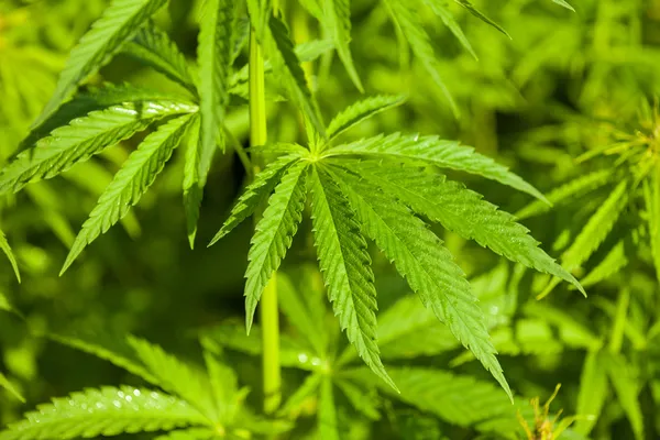 Marijuana plant — Stock Photo, Image