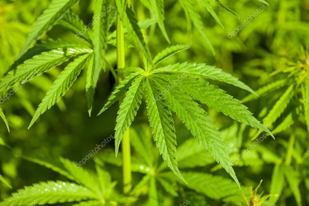 depositphotos_49731313-stock-photo-marijuana-plant.jpg