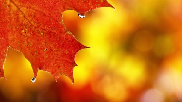 Super Zeitlupe Des Herbst Ahornblattes Mit Tropfendem Wassertropfen Gefilmt Mit — Stockvideo