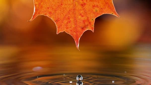 滴下水で秋のカエデの葉の超遅い動き 高速フィルムカメラで撮影しました — ストック動画