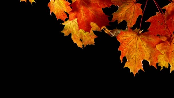 Super Slow Motion Falling Autumn Maple Leaves Black Background Filmed — Stock Video