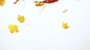Düşen sonbahar akçaağaç yapraklarının beyaz arka planda çok yavaş hareket etmesi. Yüksek hızlı sinema kamerası, 1000 fps..