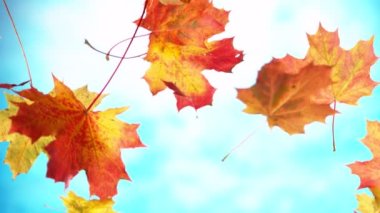 Sonbahar akçaağaç yapraklarının mavi gökyüzüne doğru düşüşünün süper yavaş çekimi. Yüksek hızlı sinema kamerası, 1000 fps..