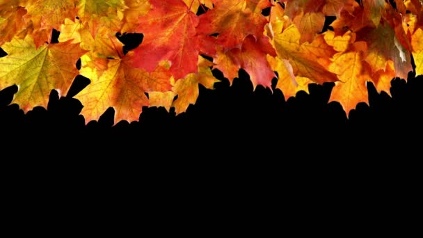 Super Slow Motion Falling Autumn Maple Leaves Black Background Filmed — Stock Video