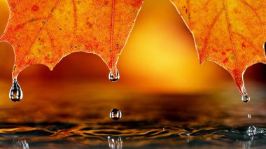 Sonbahar akçaağaç yaprağı ve su damlası detayları. Sonbahar spa ve refah konsepti.