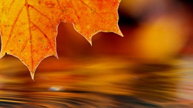 Sonbahar akçaağaç yaprağı ve su damlası detayları. Sonbahar spa ve refah konsepti.