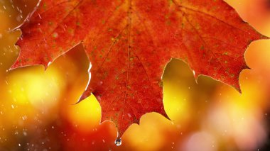Sonbahar akçaağaç yaprağı ve su damlası detayları. Sonbahar spa ve refah konsepti.