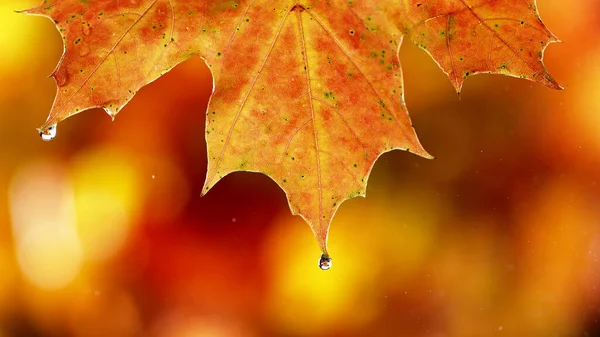 Sonbahar akçaağaç yaprağı ve su damlası detayları. Sonbahar spa ve refah konsepti.