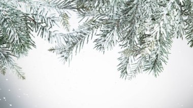 köknar ağacı dalı karla kaplı. Beyaz arka plan üzerinde izole