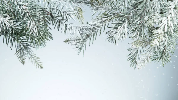 Ramo Árvore Abeto Coberto Neve Isolado Sobre Fundo Branco — Fotografia de Stock