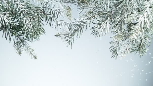 モミの枝の装飾で雪が降るの超スローモーション 高速フィルムカメラで撮影しました — ストック動画