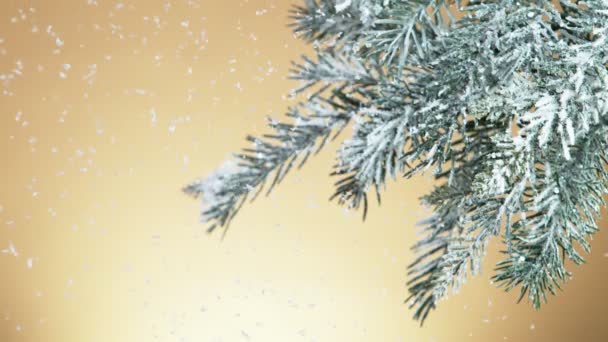 Super Slow Motion Falling Snow Fir Branch Decoration Filmed High — Stock Video