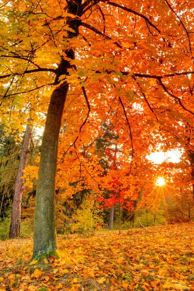 Bel arbre d'automne aux feuilles sèches tombées — Photo